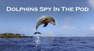 الدلافين - Dolphins Spy in the Pod